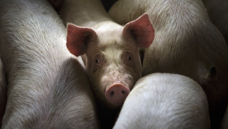 Учёные продержали мозг свиньи в живом состоянии 36 часов после обезглавливания - 1